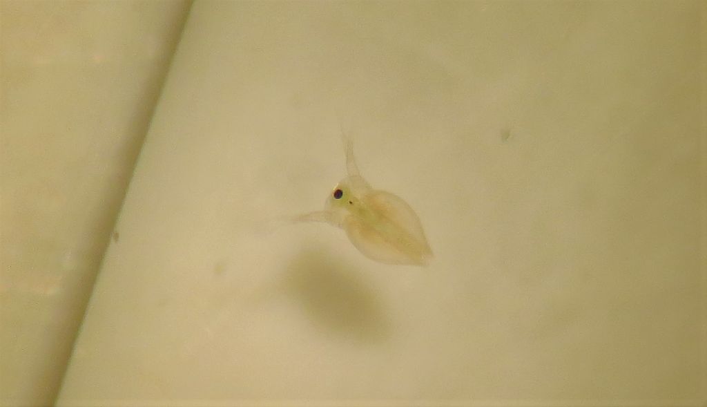 Daphniidae: Ceriodaphnia sp.